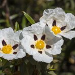 Cistus ladanový (Cistus ladanifer) - výška 60-80 cm, kont. C10L